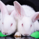 Illustration for article titled No, Bunnies Dont Rule -- Theyre Monsters
